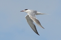 Common Tern - Jacob en Tini Wijpkema - 26 August 2020