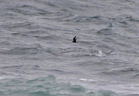 Storm Petrel - John Kemp - 7 September 2020