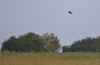 Hobby - Bjorn Alards - 13 September 2020