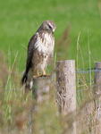 Common Buzzard - Paul van Nuys - 20 September 2020