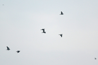 Woodpigeon - Arjan Loeve - 23 September 2020