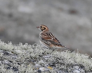 Lapland Bunting - John Kemp - 29 September 2020