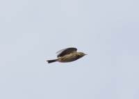 Meadow Pipit - Daniël Huis - 30 September 2020