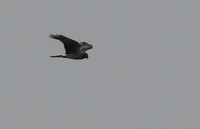 Hen Harrier - Willy Vangeel - 3 October 2020