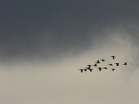 Barnacle Goose - Wouter Van Assche - 3 October 2020