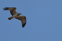 Osprey - Eddy Vaes - 10 October 2020
