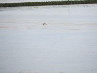 Whimbrel - Jelle Visser - 12 October 2020