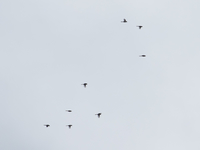 Bearded Tit - Sjaak Schilperoort - 23 October 2020