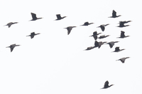 Cormorant - Eddy Vaes - 29 October 2020