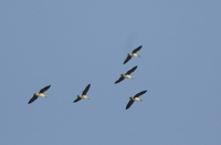 Tundra Bean Goose - Jan Geens - 1 November 2020