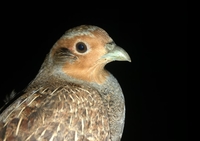 Partridge - George Day - 13 November 2020