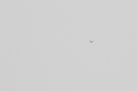 Crane - Jos Koopman - 22 February 2021