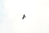 Black Kite - Ruud Bouwman - 12 April 2021