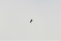 Black Kite - Jan Willem den Besten - 25 April 2021