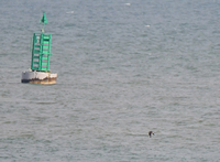 Arctic Skua - Marc Roca - 11 August 2021