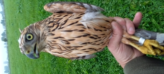 Goshawk - Denis Jacquemotte - 29 August 2021