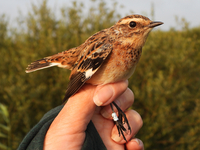 Whinchat - Sonja Van Loock - 30 August 2021