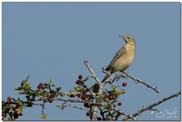 Tawny Pipit - Jean-Marie Poncelet - 5 September 2021