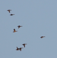 Gadwall - Joachim Vreeman - 5 September 2021