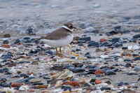 Ringed Plover - Alex van Herrewege - 12 September 2021