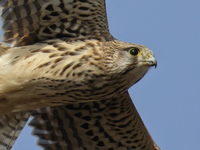 Kestrel - Eddy Vaes - 20 September 2021