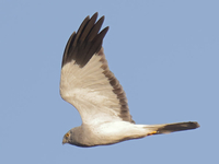 Hen Harrier - Eddy Vaes - 28 September 2021