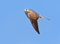 Kestrel - René van Rossum - 4 October 2021