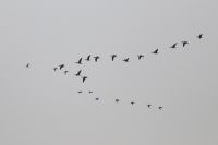 Curlew - Hans Gebuis - 13 March 2010