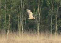 Short-eared Owl - Ruud Bouwman - 29 April 2007