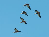 Ruddy Shelduck - Hanno Steenbergen - 4 September 2010