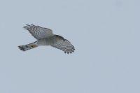Sparrowhawk - Arjan Boele - 19 December 2010