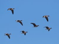 Eurasian White-fronted Goose - Maarten Sluijter - 20 December 2010