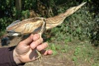 Little Bittern - Sonja Van Loock - 1 August 2011