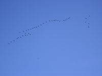 Cormorant - George Tanis - 15 October 2011