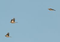 Fieldfare - Tom Kruissink - 22 October 2011