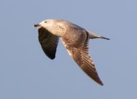 Caspian Gull - Ran Schols - 11 November 2011