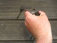 Green Sandpiper - Richard Reijnders - 15 June 2011