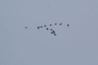 Oystercatcher - Marco Vriens - 2 March 2012