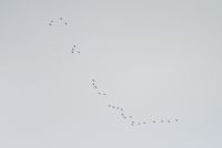 Crane - Ruben Vermeer - 6 March 2012