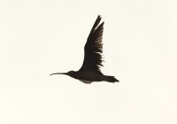 Curlew - Marc Dijksterhuis - 29 March 2012