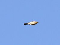 Chaffinch - Ruud Bouwman - 16 April 2012