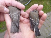 Pied Flycatcher - Holmer Vonk - 9 August 2012
