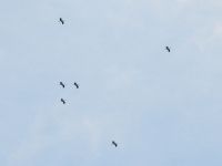 White Stork - Hanno Steenbergen - 1 September 2012