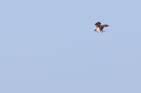 Osprey - Eddy Vaes - 1 September 2012
