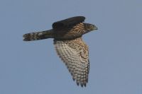 Goshawk - Dick Hoek - 30 August 2012