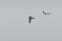 Osprey - Hans Gebuis - 30 September 2012