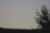 Cormorant - Hans Gebuis - 7 October 2012