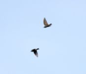 Starling - Marc Dijksterhuis - 8 October 2012