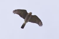 Sparrowhawk - Garry Bakker - 8 October 2012