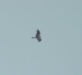 Red Kite - Jan Geens - 18 October 2012